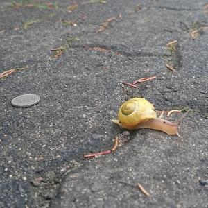 Я знов (Я зло)