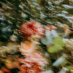 Serenity Of The Seas