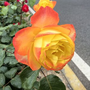 《未说温柔》