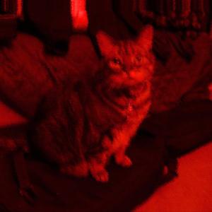 Oscillations in the void