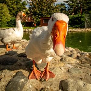 Duck Duck goose ft.Dski