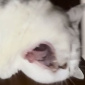 『好想打個哈氣然後休息一會』