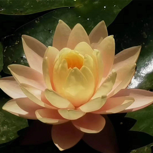 泽翁仁真活佛长寿祈祷经