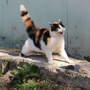 Perlas Negras (nightcore)