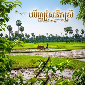 ឃើញស្រែ នឹក ស្រី