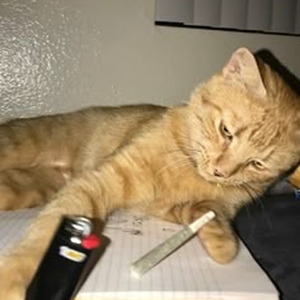 The Black Dog (slowed)