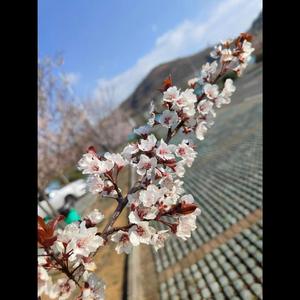 春风十里不及你