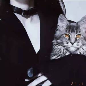 每次和你走在路上都会看见一只猫