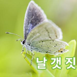 날갯짓