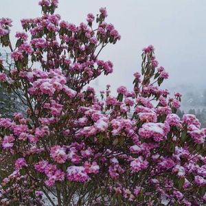 春秋-整曲
