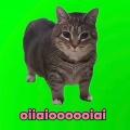 旋转猫oiiaioooooiai (音乐节版)