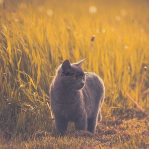 Playful (Sleeping Cats)