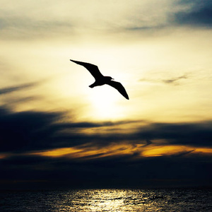 黑夜中的神秘森林 自然放松的音乐