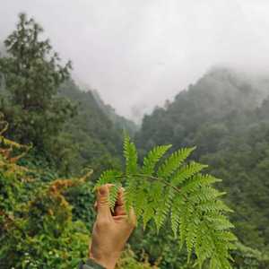 一个歌手的情书