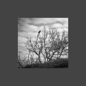 【FREE】"CROW"-DRILL X Pop Smoke TYPE BEAT