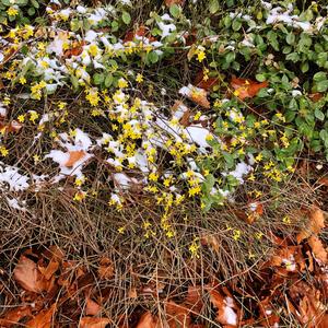 春天（翻自 安娜）