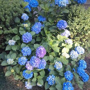 Stranger In the Fete