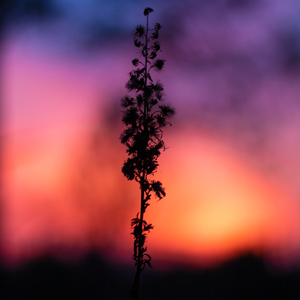 Пробуждение