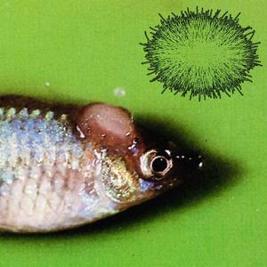 Xiphophorus Maculatus