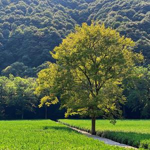 在春天到来之前