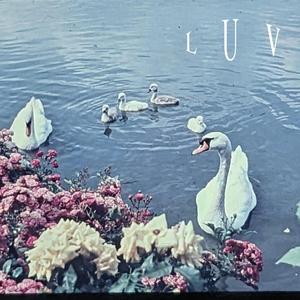 luv (feat. Synce)