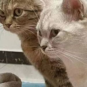 失忆（cover.刘崇健）