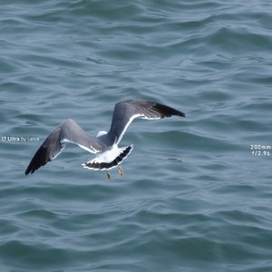 坠叶微光（错版）