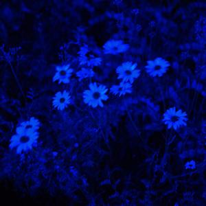 Plaies (feat. Neimo)