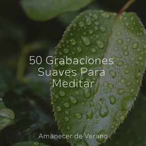 Navegando en las Alas de la Brisa