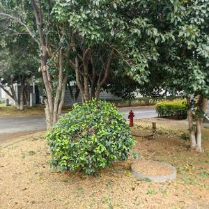 桂香终至-嘉兴阿泓