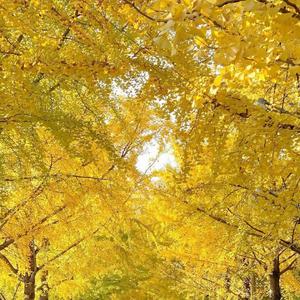 寂寞的季节【钢琴版】