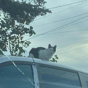 CORRUPTION / A WARRIOR CLAD IN WHITE