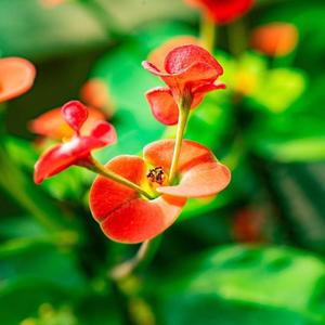 新 清平乐 村居