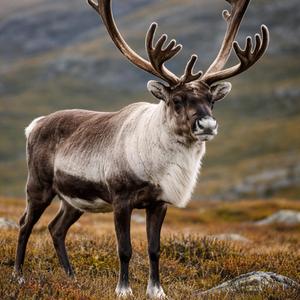 Reinens historie på Hovden