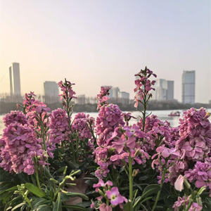 心向空明