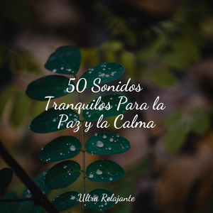 Puesta De Sol De La Libélula