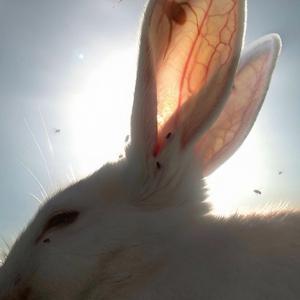 spyware (feat. maxyne)