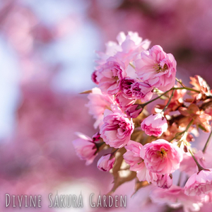 Divine Sakura Garden
