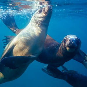 Free “我懒得想” 合成器 × 孤独感 Type Beat