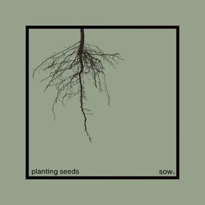 planting seeds