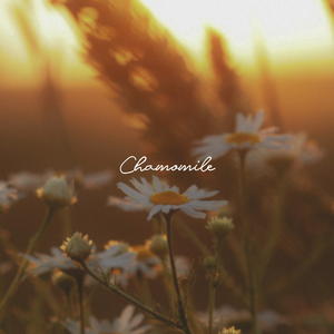 Chamomile