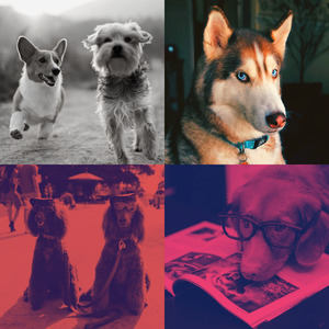 有趣可爱的狗情怀