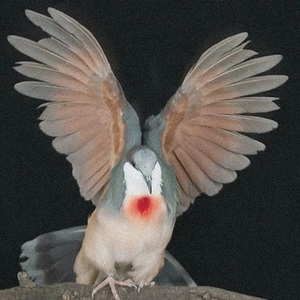 听海（cover 张惠妹）