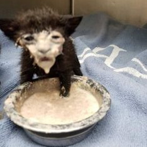 Screwface Capital (slowed)