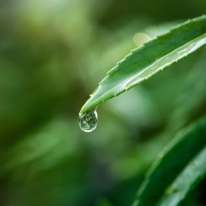 Atem der Natur