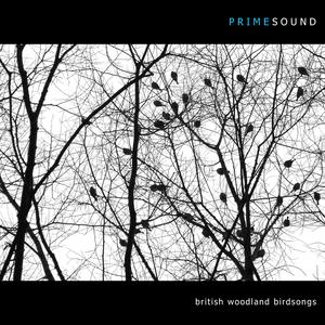 Shallow Streamside Morning Birdsong