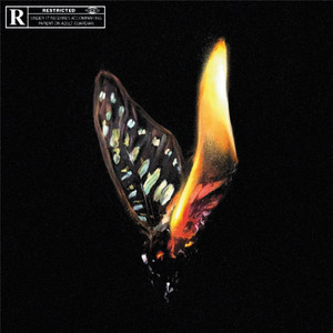 Papillon de nuit