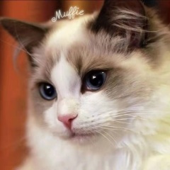 我的爱只为了你存在