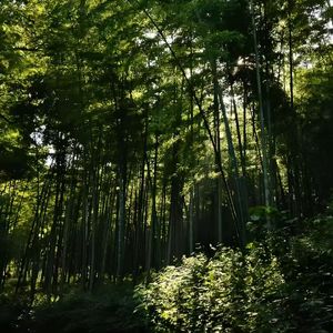晨露白