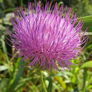 Electric Blossom